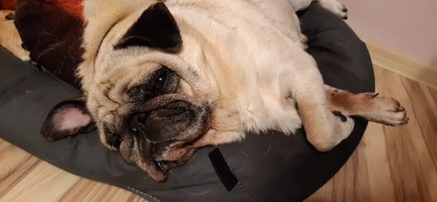 Psy (�r�d�o - Szymon �y�a)